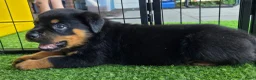 Rottweiler honden te koop: 8 Rottweiler pups. - Advertentie 4
