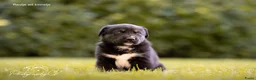 Kruising honden te koop: Huskador pupjes (labrador x Husky) - Advertentie 18