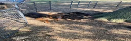 Duitse Herder honden te koop: Langharige Duitse herder puppy’s met rechter rug.  - Advertentie 4
