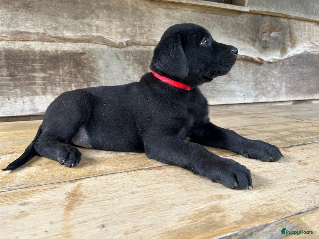 Labrador Retriever honden te koop: Te koop prachtige labrador x mechelse Herder pups - Afbeelding 2