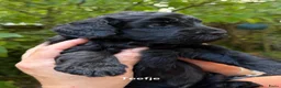 Labradoodle honden te koop: Labradoodle pups  - Advertentie 9
