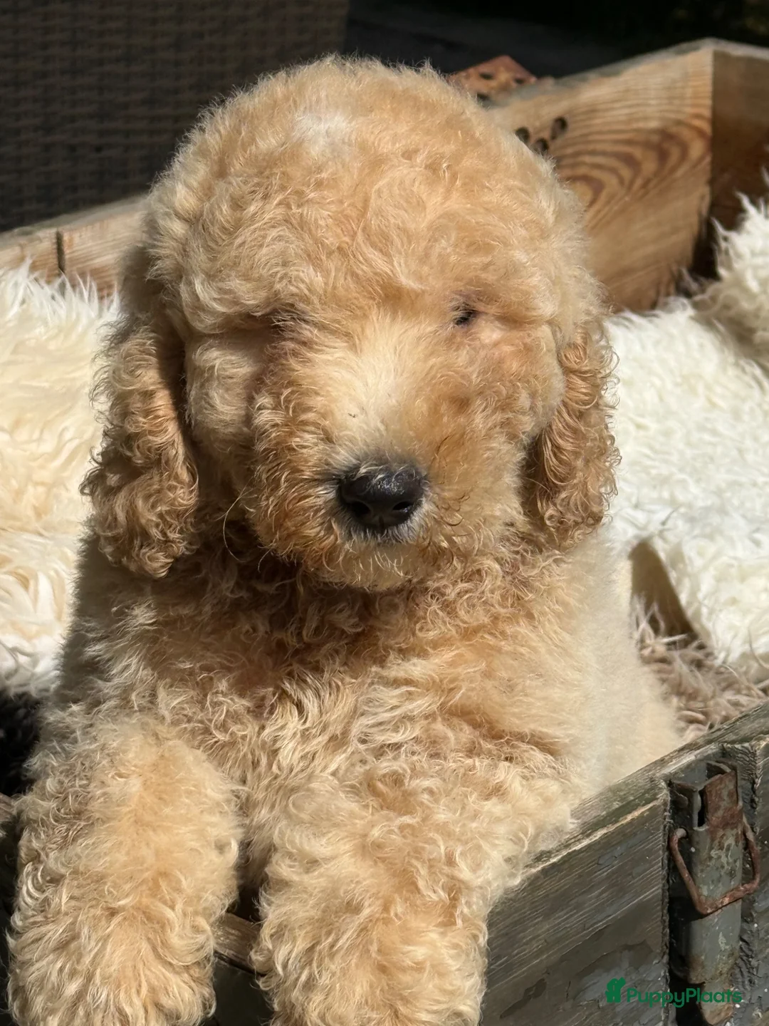 Kruising honden te koop: Labradoodle  - Advertentie 2