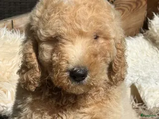 Kruising honden Labradoodle - Advertentie 1