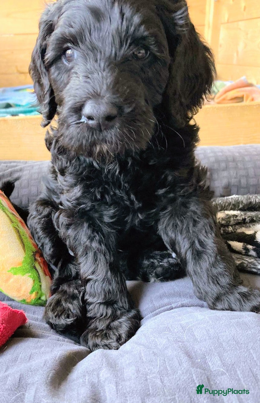 Labradoodle honden te koop: Labradoodle puppies  - Advertentie 32
