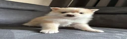 Pomsky honden te koop: Pomeriaan pomsky pups - Advertentie 16