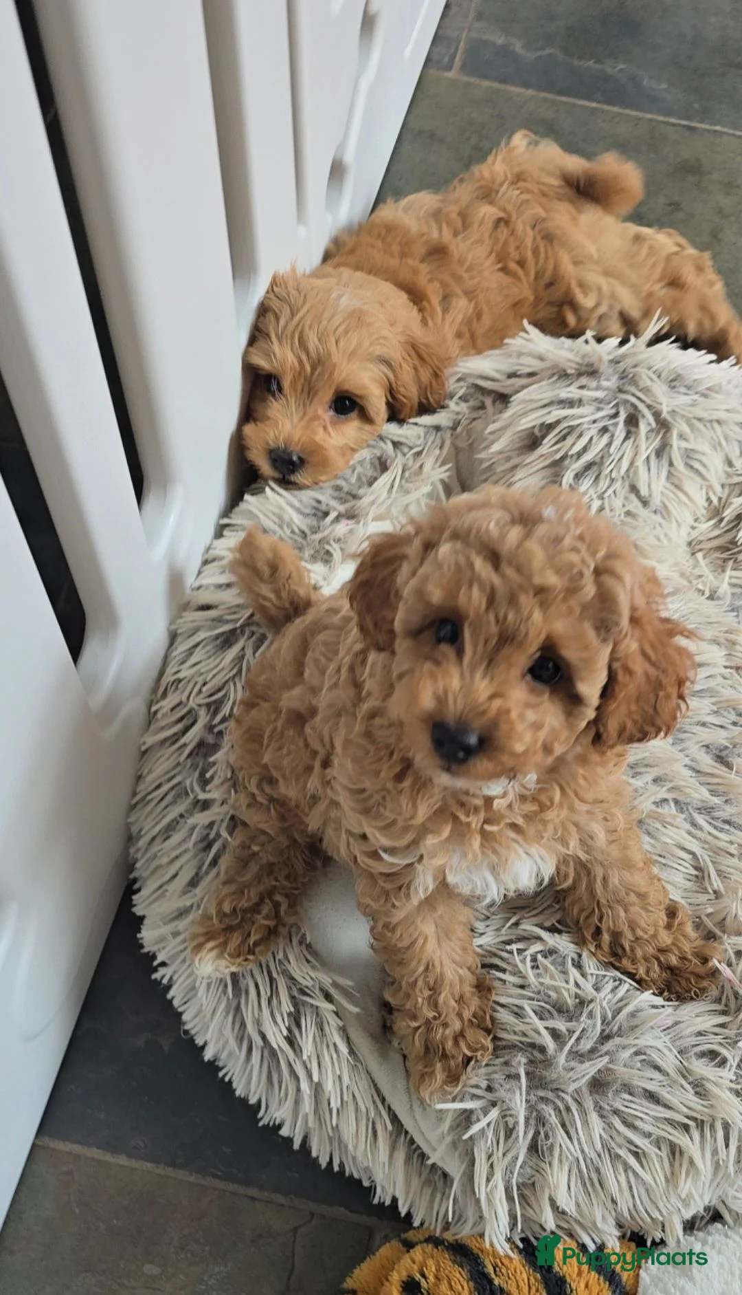 Maltipoo honden te koop: Mooie Lieve Maltipoo Maltezer / toypoedel pups - Advertentie 1