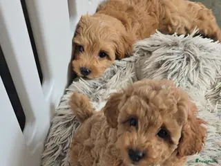 Maltipoo honden Mooie Lieve Maltipoo Maltezer / toypoedel pups - Advertentie 17
