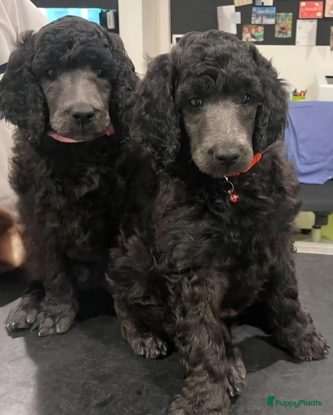 Poedel honden te koop: 1 reutje, koningspoedel - Advertentie 1