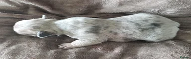 Franse Bulldog 1 Blue merle 