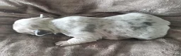 Franse Bulldog honden te koop: Franse bulldog pups  - Advertentie 2