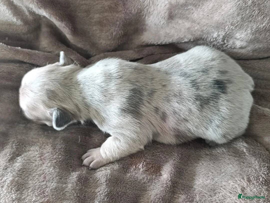 Franse Bulldog honden te koop: Franse bulldog pups  - Advertentie 2