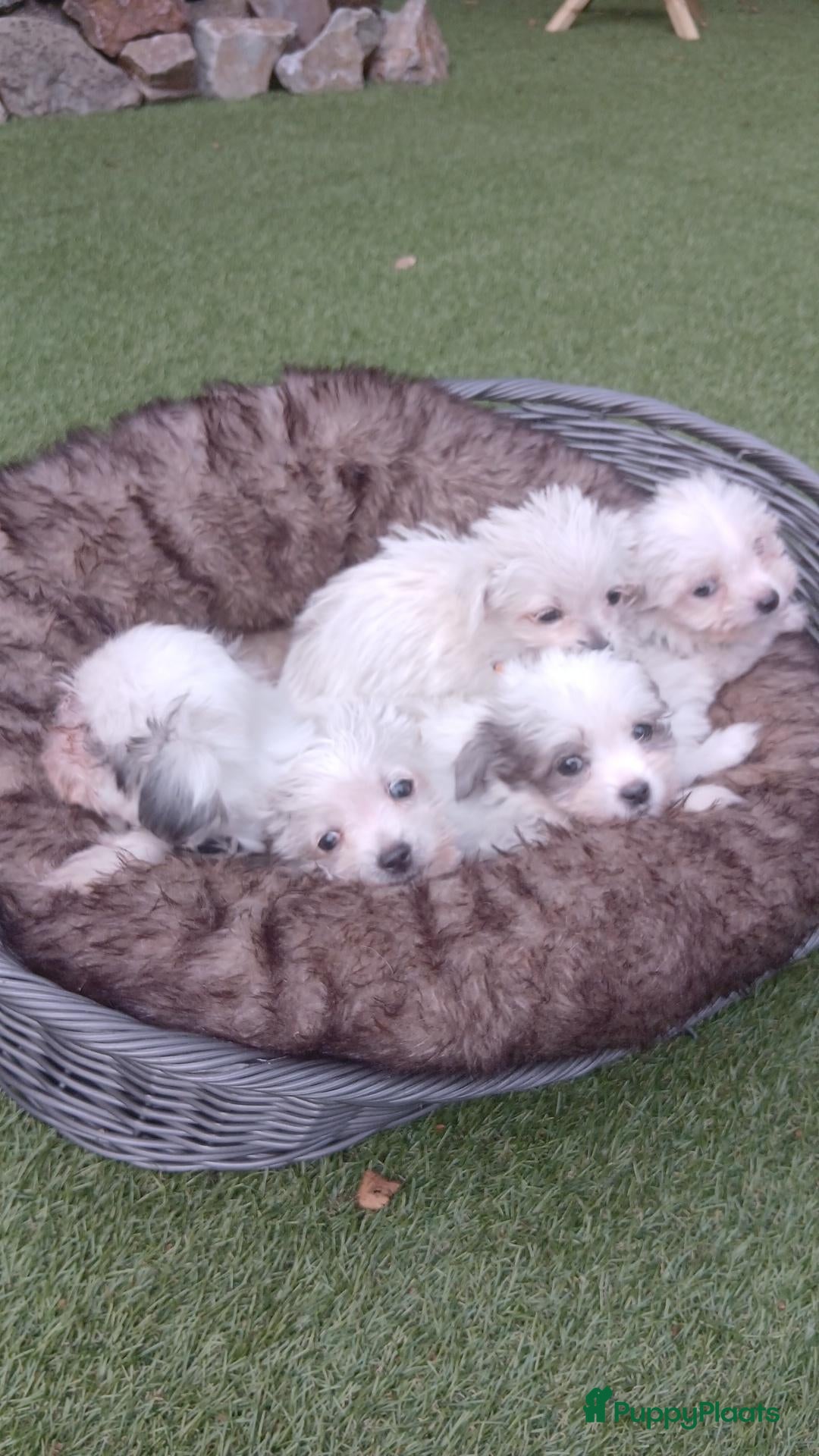Boomer honden Prachtige boomer pups uit 1 malig gelegenheid nest - Advertentie 2