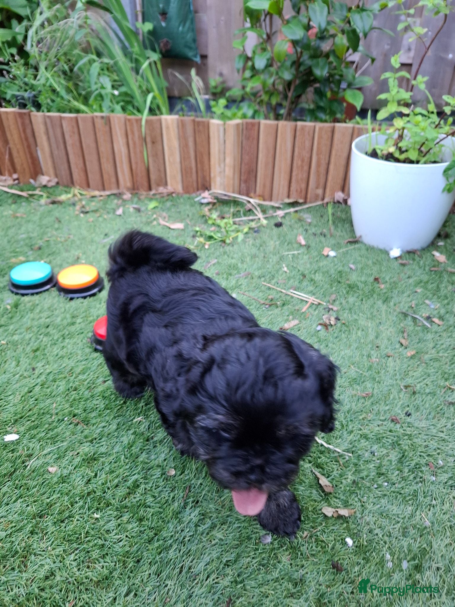 Boomer honden Boomer Shih Tzu  Maltese - Advertentie 15