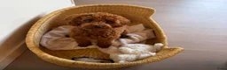 Poedel Toy honden te koop: Lieve rode toypoedel pups zoeken een warm thuis - Advertentie 10
