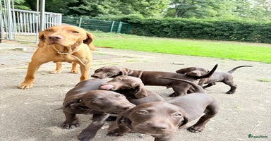 Vizsla korthaar honden - Advertentie 11