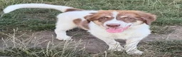 Kruising honden ter adoptie: Charlie - Advertentie 5