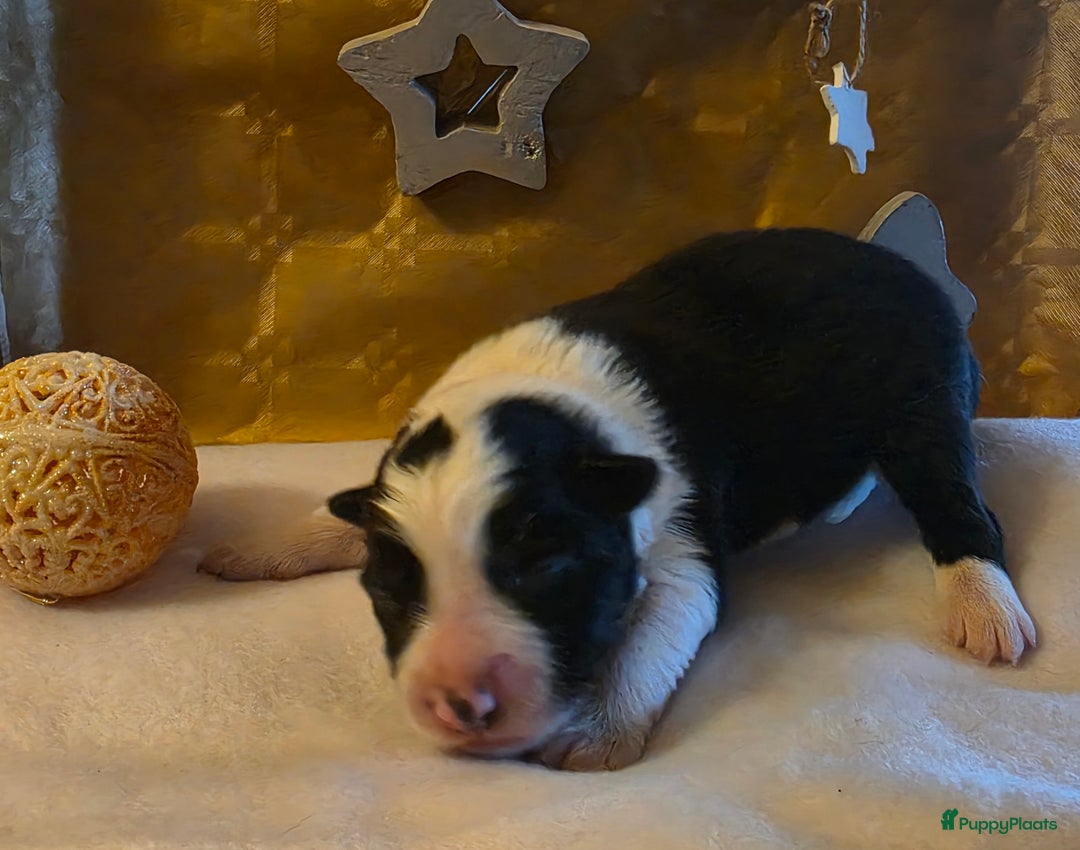 Border Collie honden te koop: Pearls Off Rino - Advertentie 3