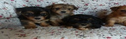 Yorkshire Terriër honden te koop: 5 pups Yorkshire Terrier gezond niet doorgefokt - Advertentie 24