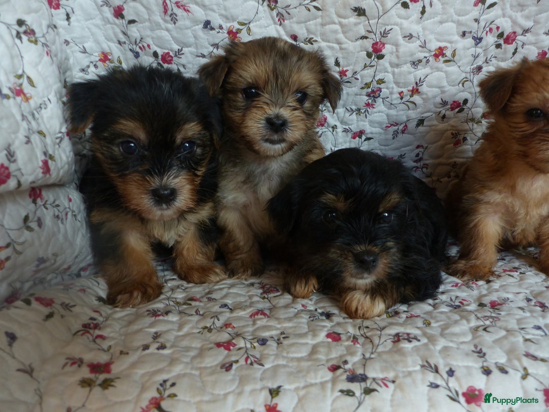 Yorkshire Terriër honden te koop: 5 pups Yorkshire Terrier gezond niet doorgefokt - Advertentie 24