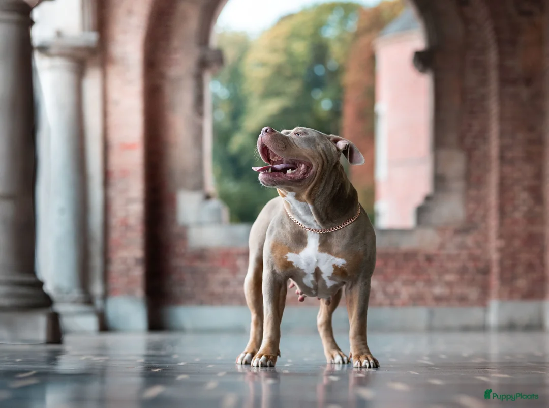Amerikaanse Bully honden te koop: 🐾 American Bully XL pups verwacht zomer 2026 🐾 - Advertentie 8