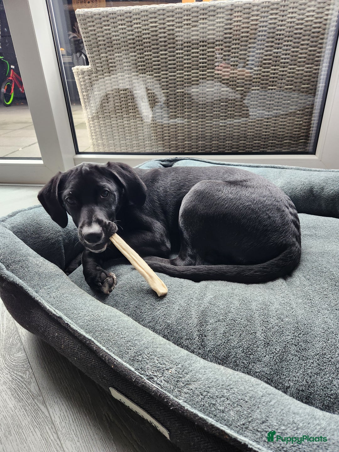 Kruising honden te koop: Lieve Goldmation pup van 5 maanden oud - Advertentie 3