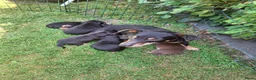 Jack Russel Terriër honden te koop: Jack Russel pups Black ant Tan in Wekerom - Advertentie 10