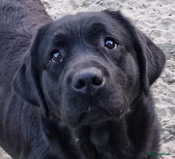 Labrador Retriever honden Schitterende zwarte labrador pups - Advertentie 2
