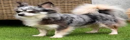 Chihuahua honden te koop: Schattige chihuahua pups mogen bijna verhuizen - Advertentie 10
