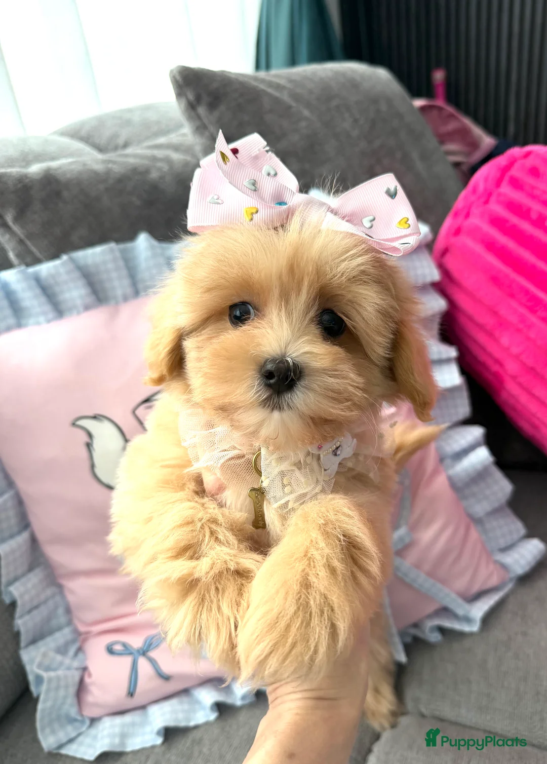 Maltipoo honden te koop: Mini maltipoo teefje, moeder aanwezig nl nest - Advertentie 2