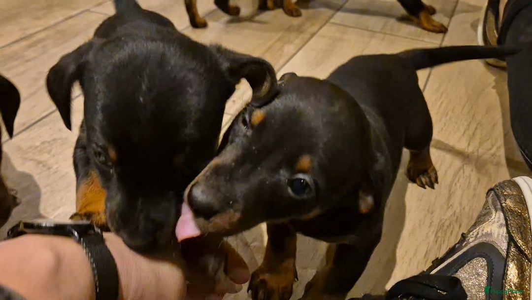 Jack Russel Terriër honden te koop: JACK RUSSEL PUPS - Advertentie 28