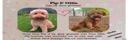 Kruising honden te koop: Medium labradoodle woonkamer nestje - Advertentie 5
