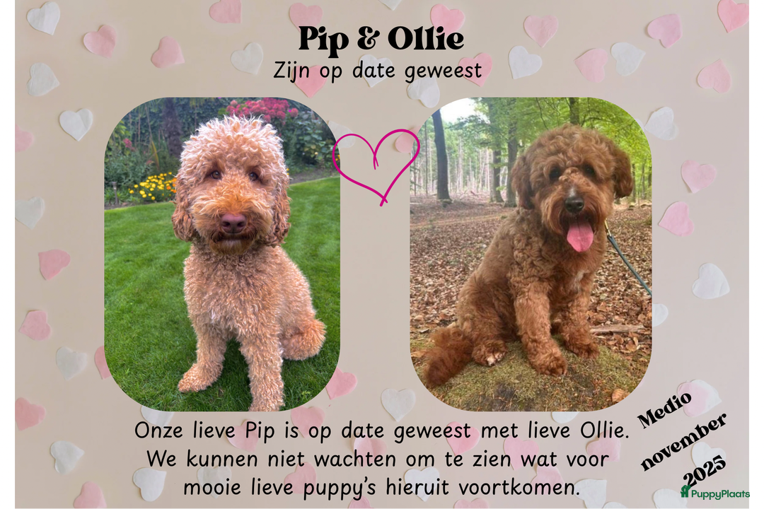 Kruising honden te koop: Medium labradoodle woonkamer nestje - Advertentie 5