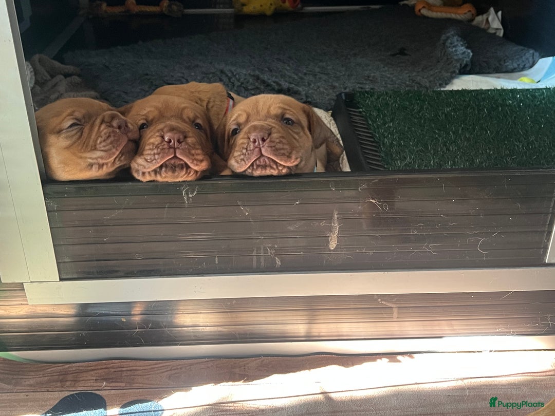 Bordeaux Dog honden te koop: Bordeauxdog puppy’s te koop in Lekkerkerk - Afbeelding 20