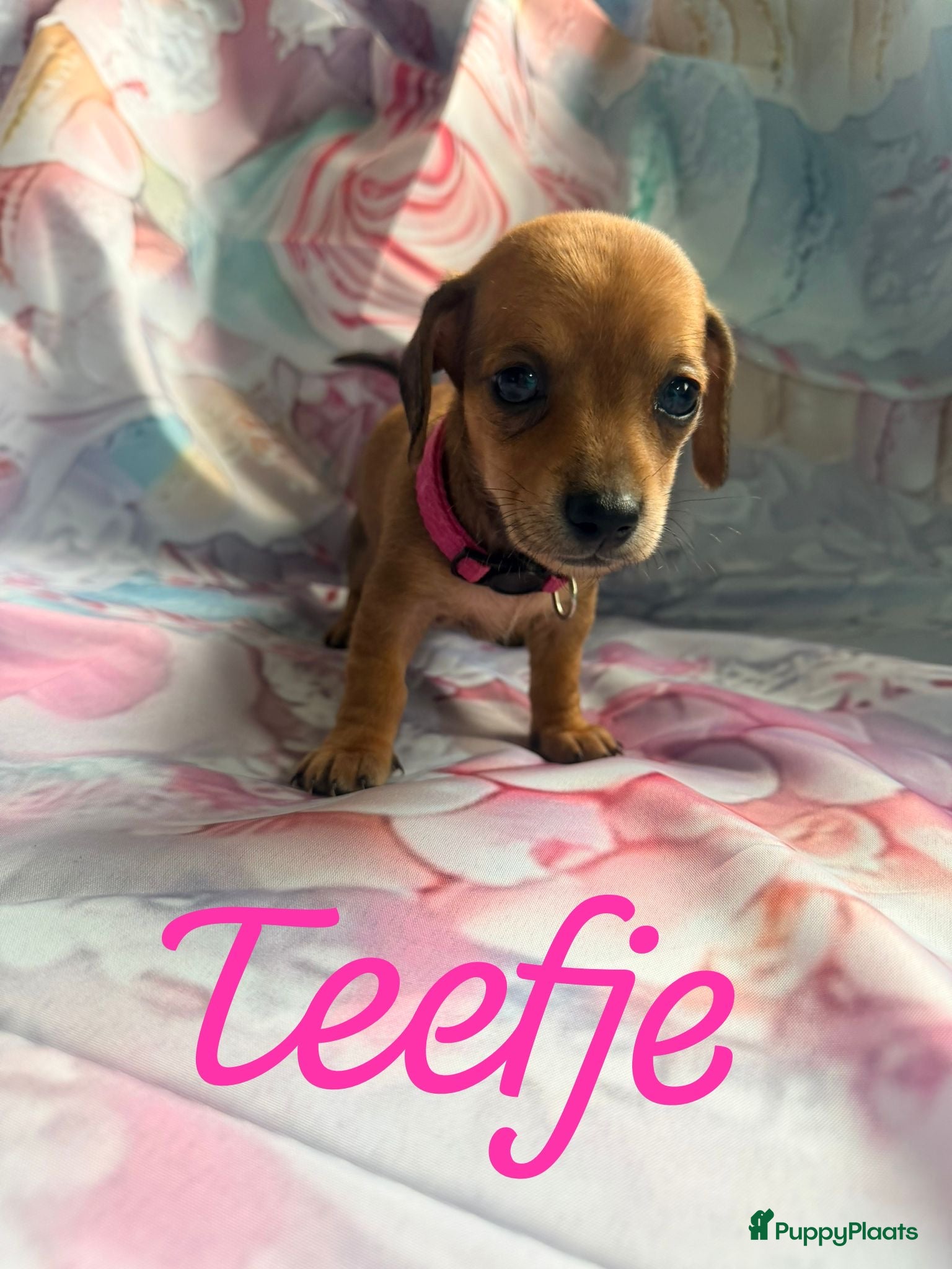 Kruising honden Prachtige teckel pups creme dragend - Advertentie 1