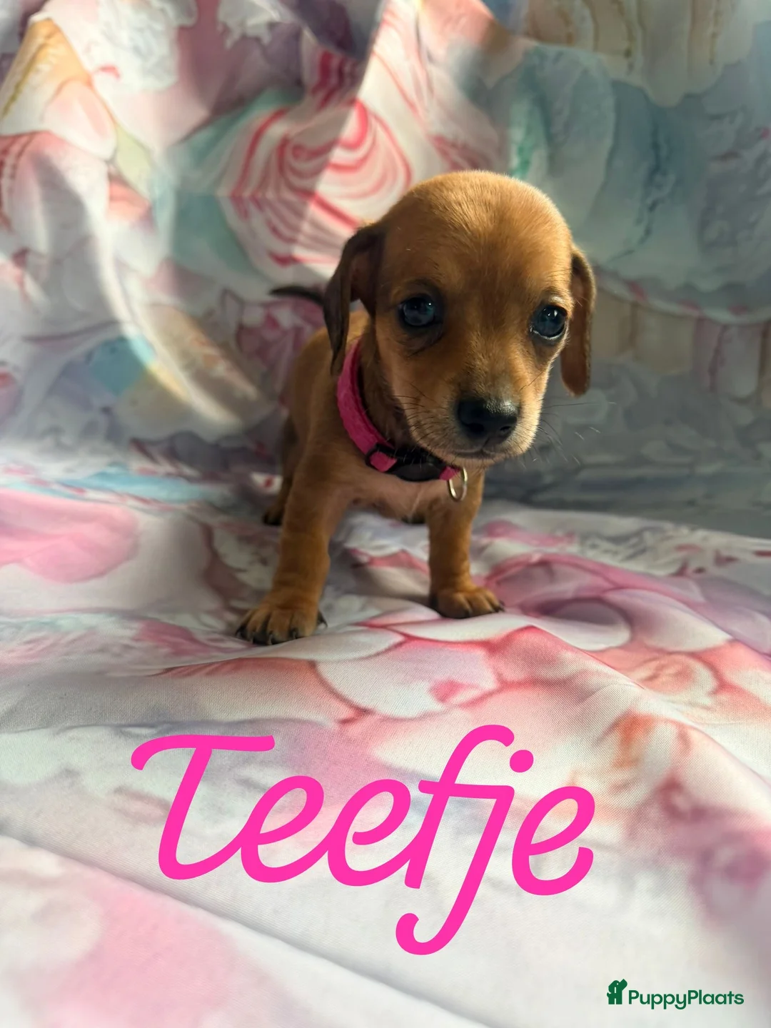 Kruising honden te koop: Prachtige teckel pups creme dragend - Advertentie 1