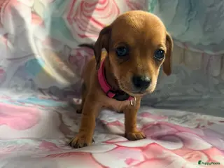 Kruising honden Prachtige teckel pups creme dragend - Advertentie 1