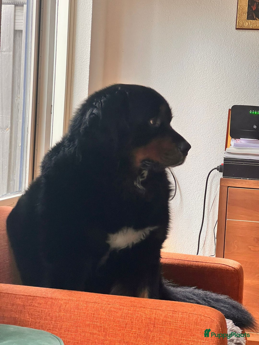 Berner Sennenhond honden ter dekking: Boulab Berner Senner 75% x 25% labrador - Advertentie 3