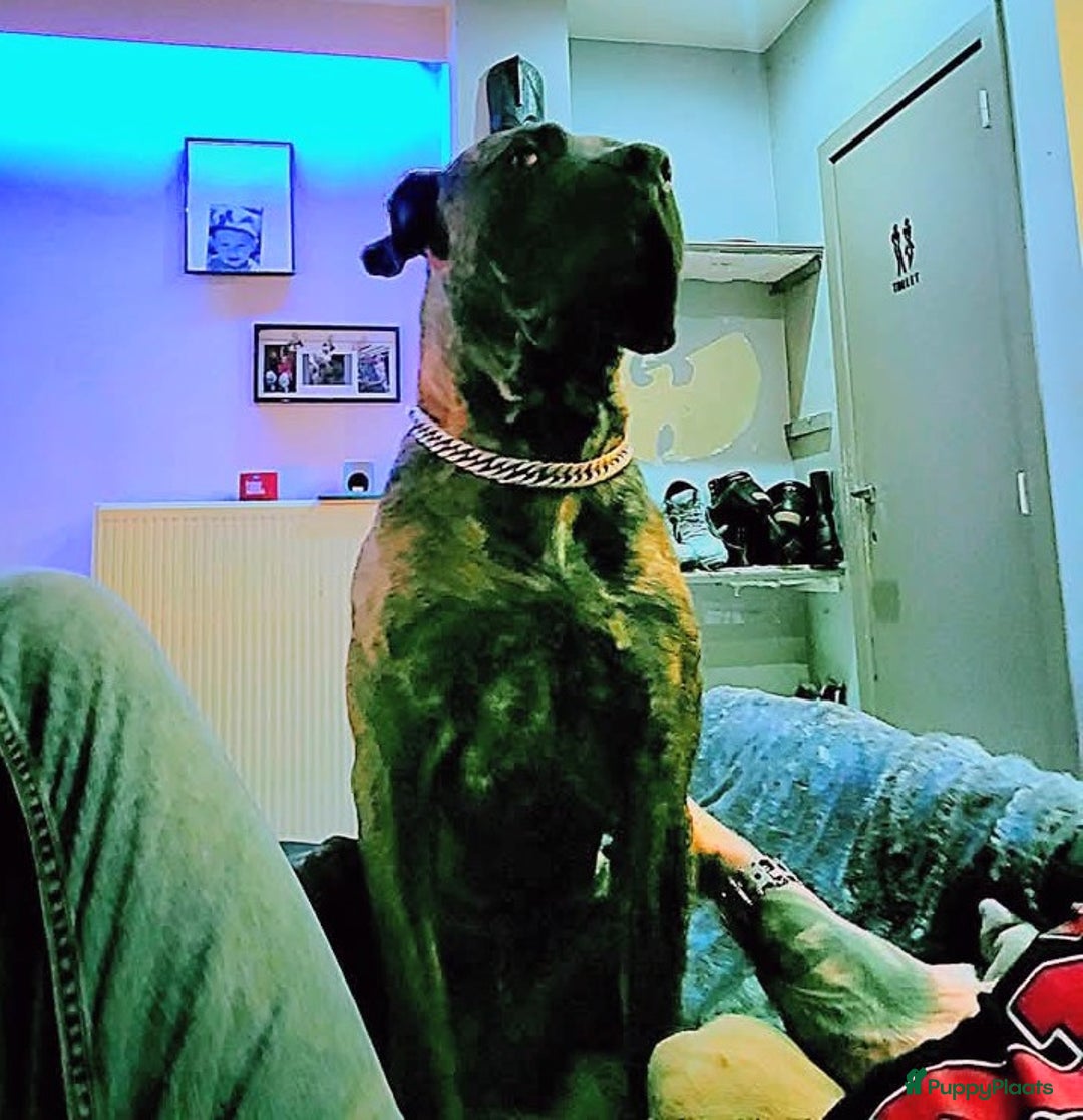 Kruising honden te koop: Pressa/Fila pups verwacht 14/11 - Advertentie 3