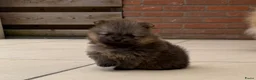 Pomeriaan honden te koop: Raszuivere Pomeranian/pomeriaan/dwergkees puppy’s  - Advertentie 13