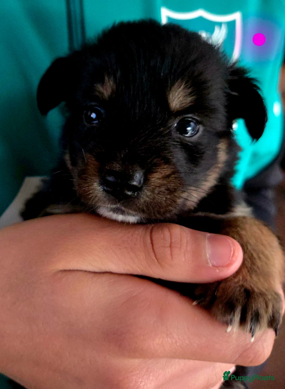 Kruising honden te koop: Kruising X Husky pups! Super mooi en leuk! - Advertentie 2