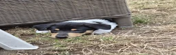 Schotse Herdershond korthaar honden te koop: Nog 2 knappe reuen schotse collie korthaar reuen. - Advertentie 3