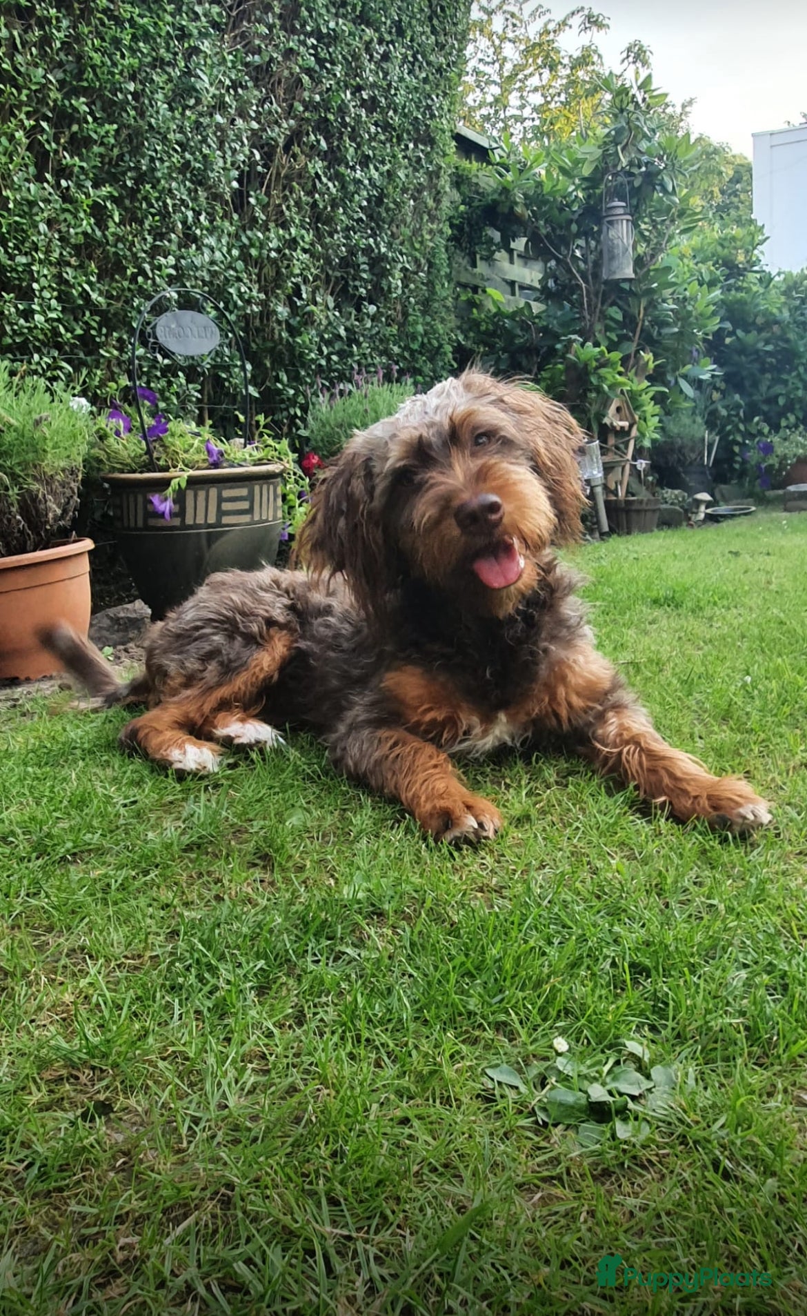 Kruising honden 2 lieve puppy’s  - Advertentie 2