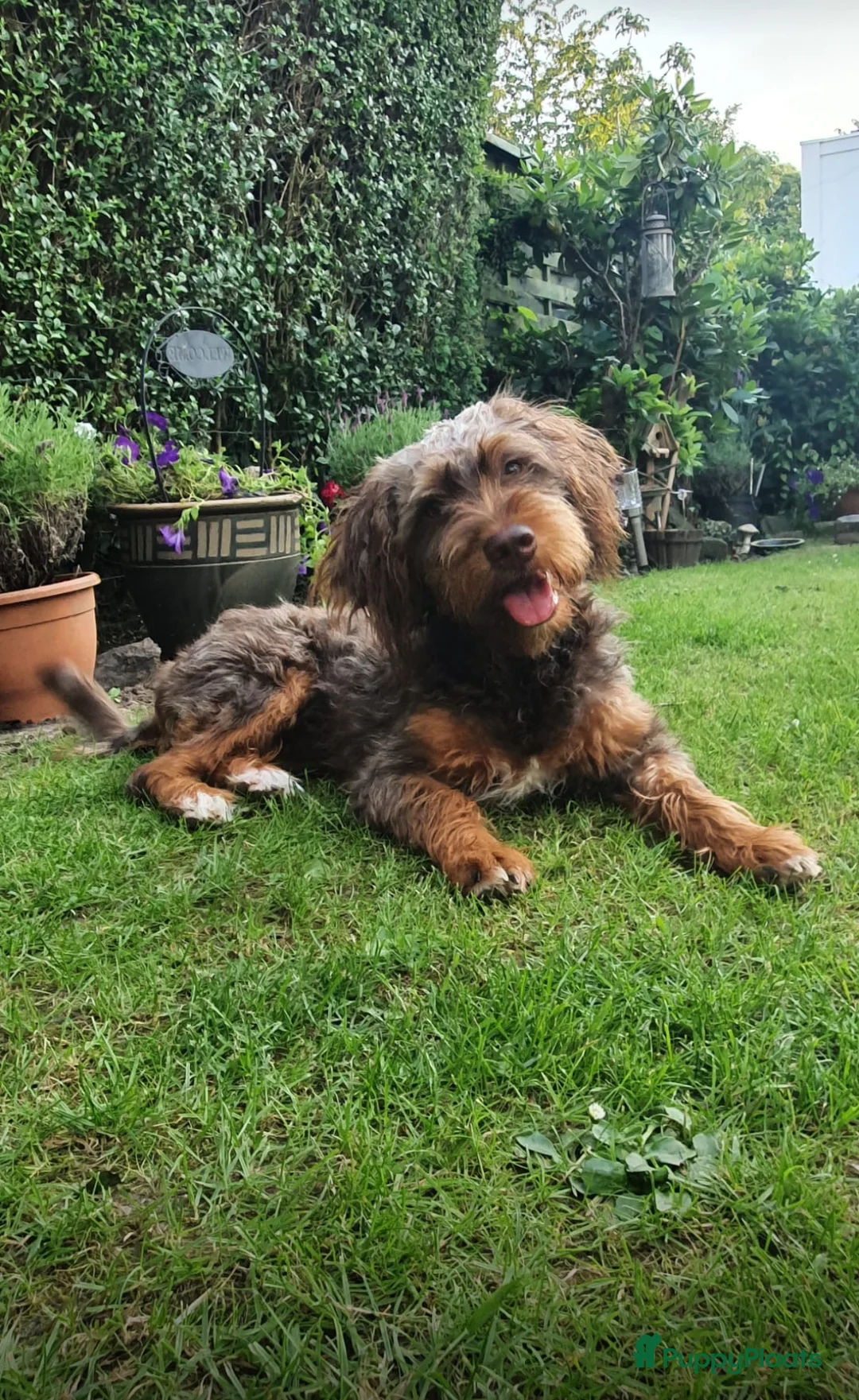 Kruising honden te koop: 2 lieve puppy’s  - Advertentie 1