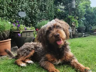 Kruising honden 2 lieve puppy’s - Advertentie 2