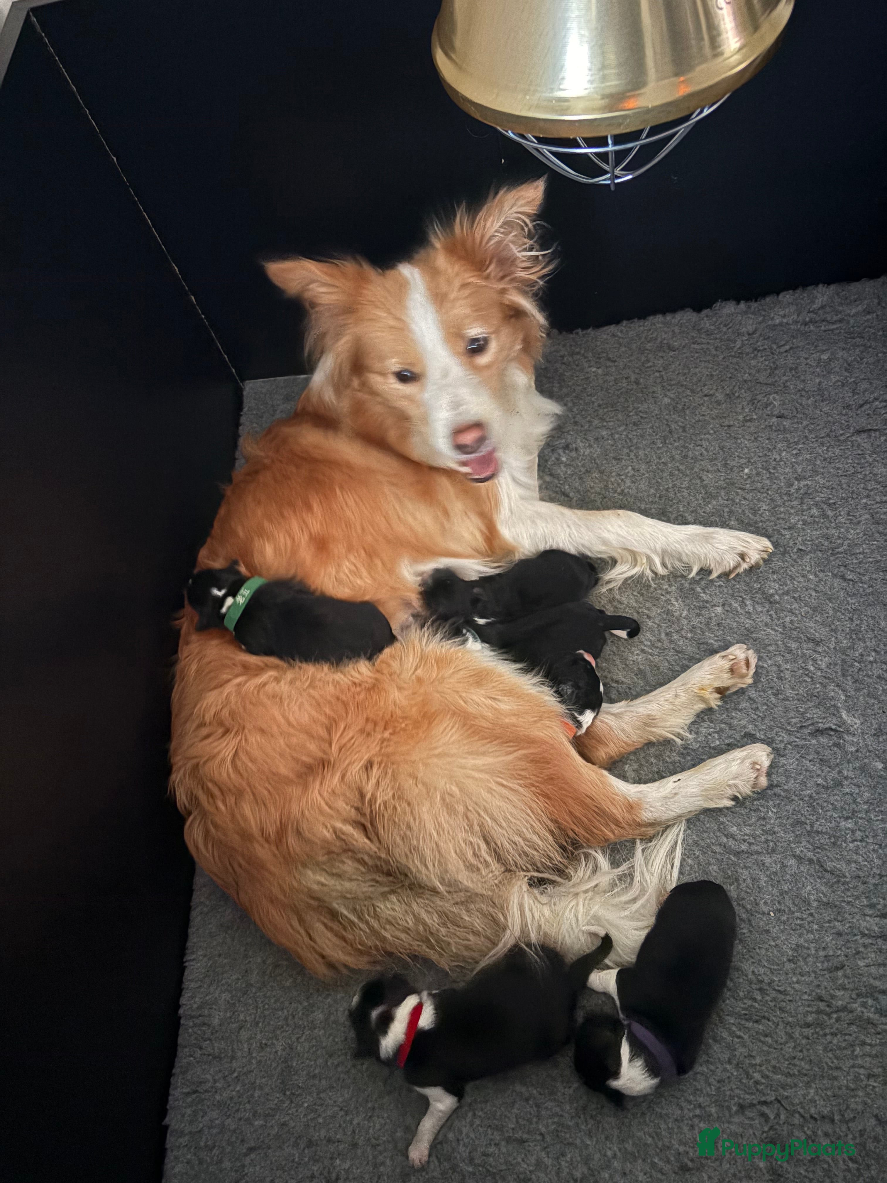 Border Collie honden Border collie pups  - Advertentie 17