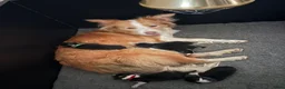 Border Collie honden te koop: Border collie pups  in Well - Advertentie 1