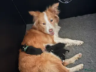 Border Collie honden Border collie pups - Advertentie 2