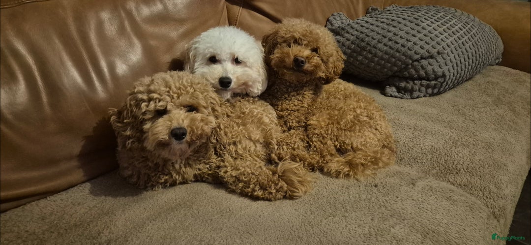 Poedel Toy honden te koop: Toypoedels verwacht - Advertentie 3