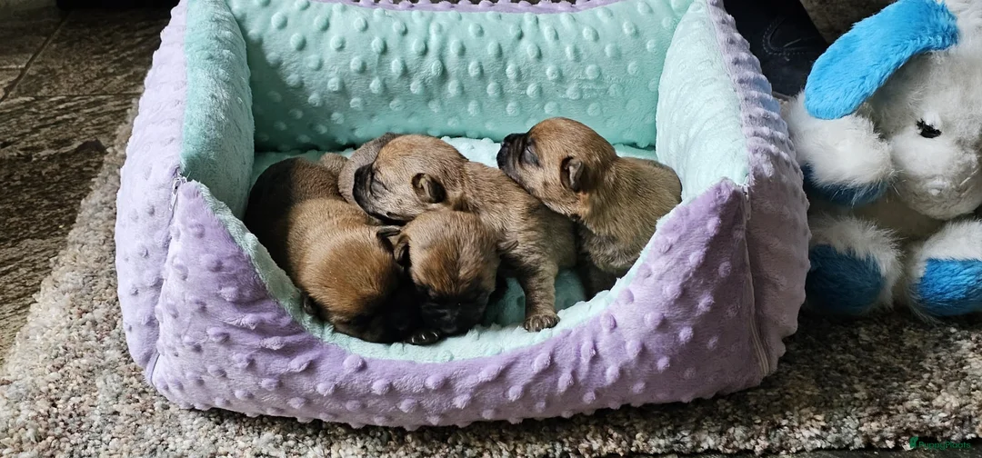 Cairn Terriër honden te koop: MacBuff Cairn Terriers  - Advertentie 4