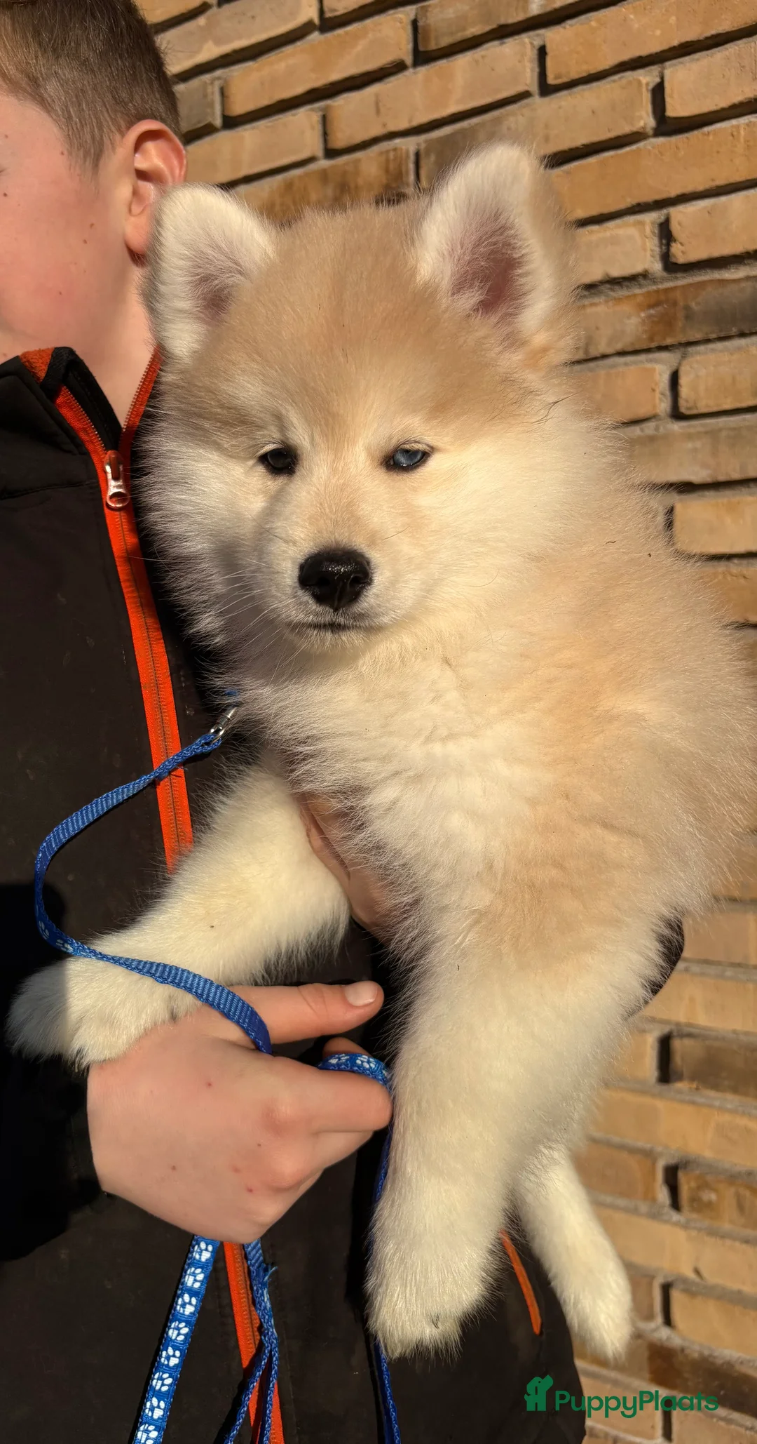 Pomsky honden te koop: Pomsky pups te koop –blauwe ogen–nog 1 beschikbaar - Advertentie 20